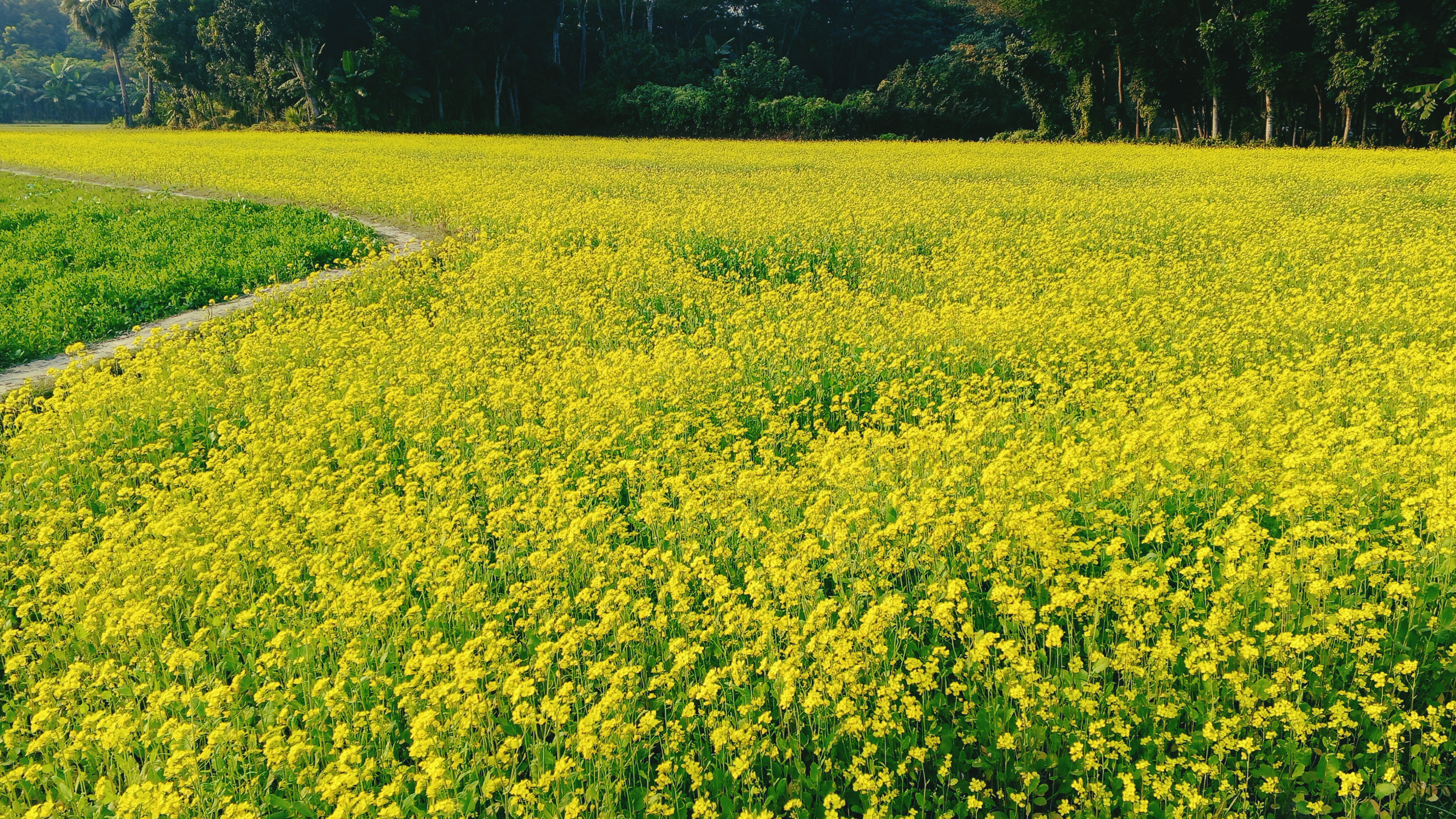 শীতের কুয়াশায় লুকোচুরি খেলছে সরিষা ফুলের হলুদ হাসি |